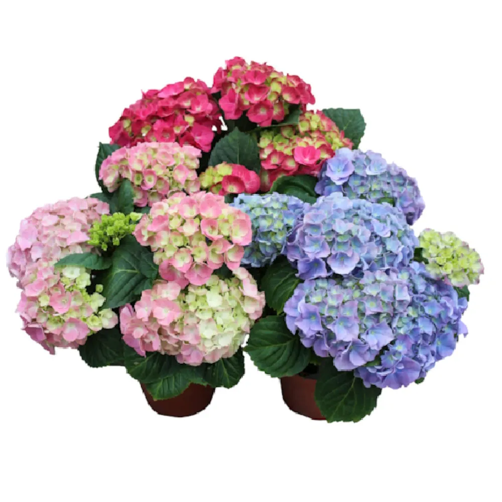 hortensia-1 kuva