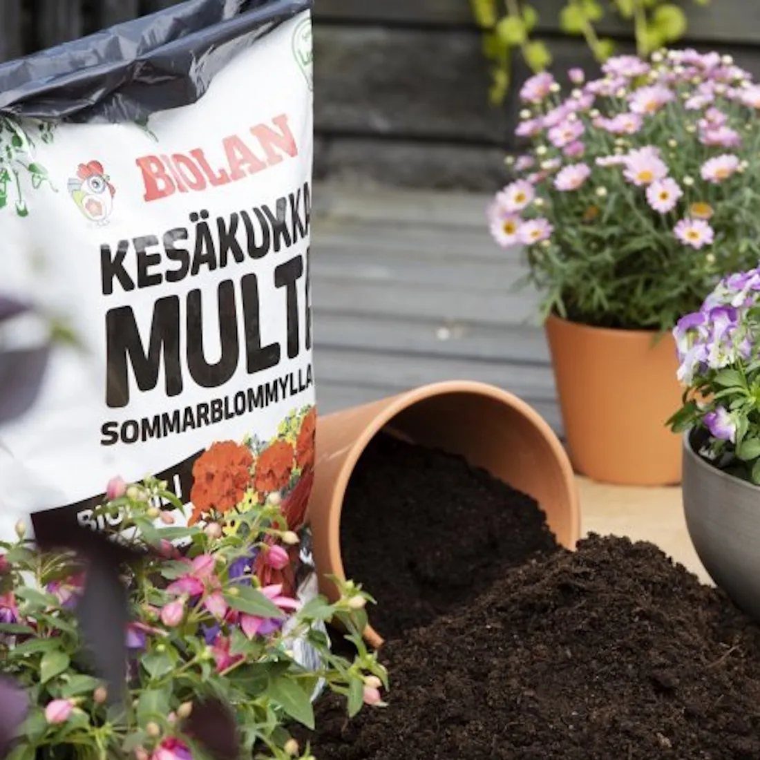 biolan-kesakukkamulta kuva