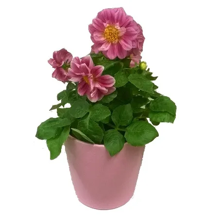 dahlia kuva