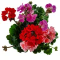 PELARGONI
