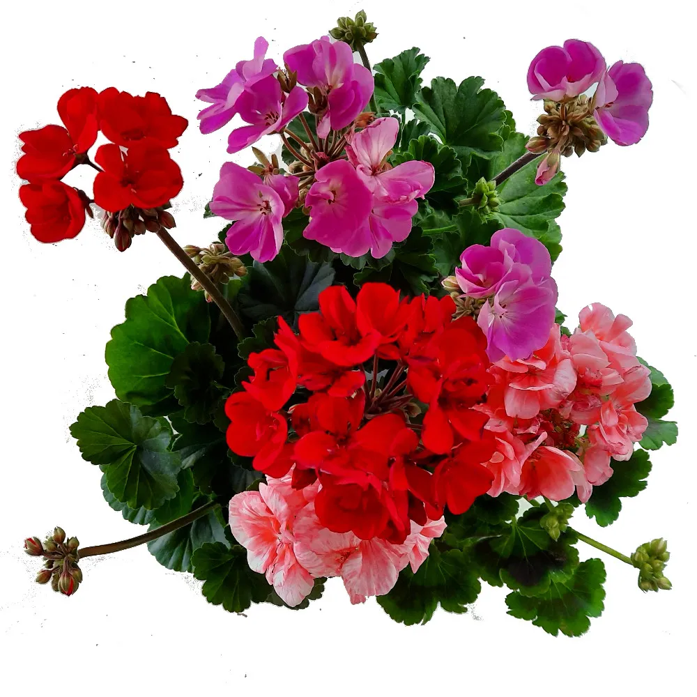 PELARGONI kuva