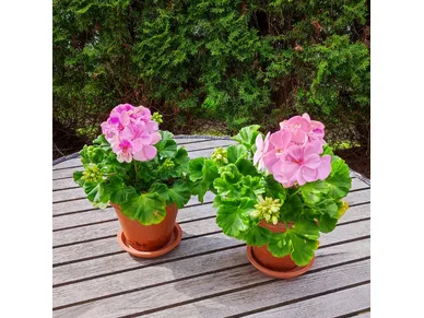 pelargonit-ruukussa kuva