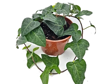 muratti kuva