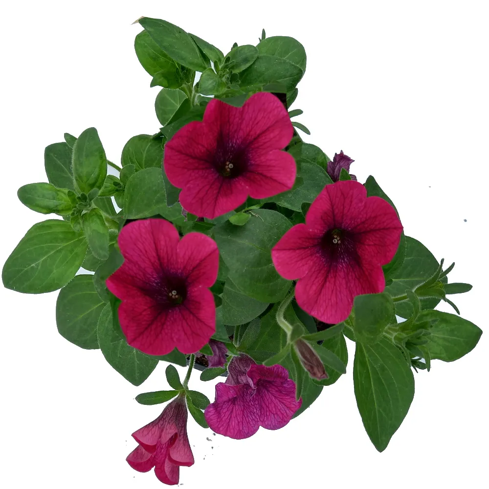 PETUNIA-13CM kuva