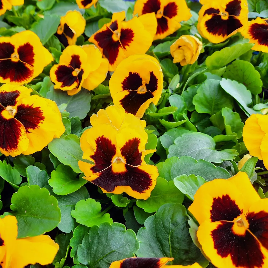 pohjanmaa-orvokit-2 kuva