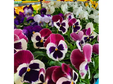 pohjanmaa-orvokit-3 kuva