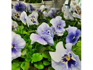 pohjanmaa-orvokit-4 kuva