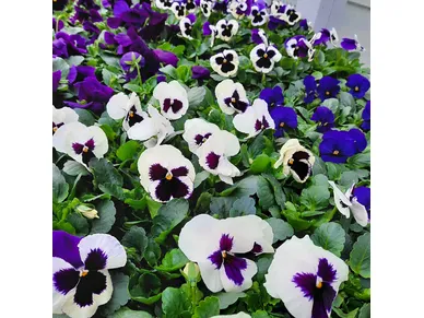 pohjanmaa-orvokit-5 kuva