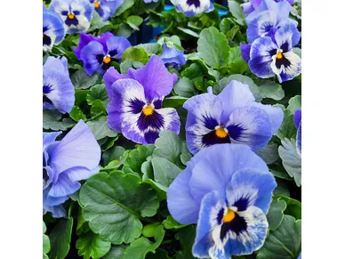 pohjanmaa-orvokit kuva