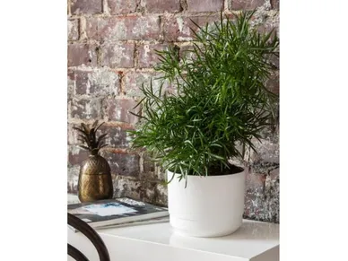 orthex-paulina-altakasteluruukku image