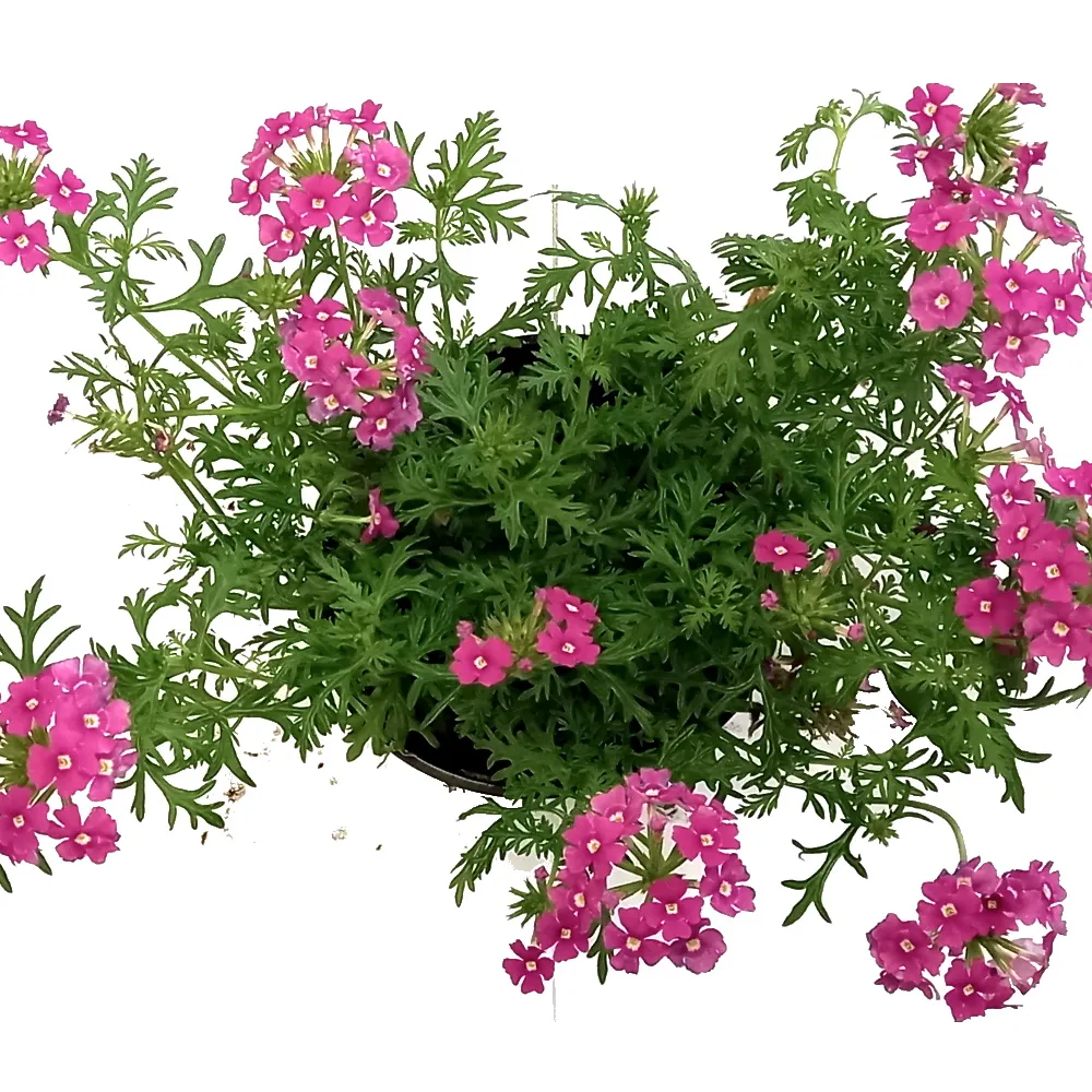 OVERMARK-VERBENA-13CM kuva