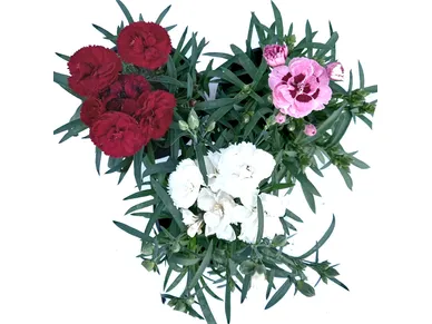 neilika kuva