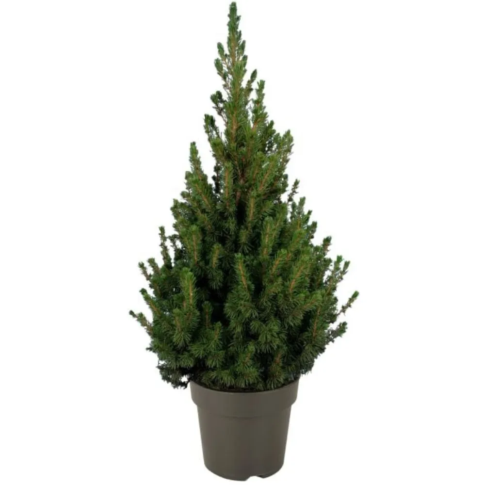 8717518892417_1 kuva