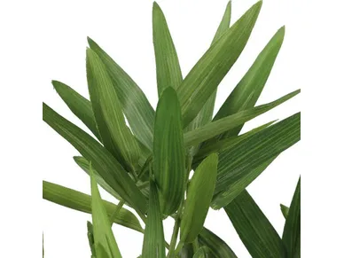 6410416319858_1 kuva