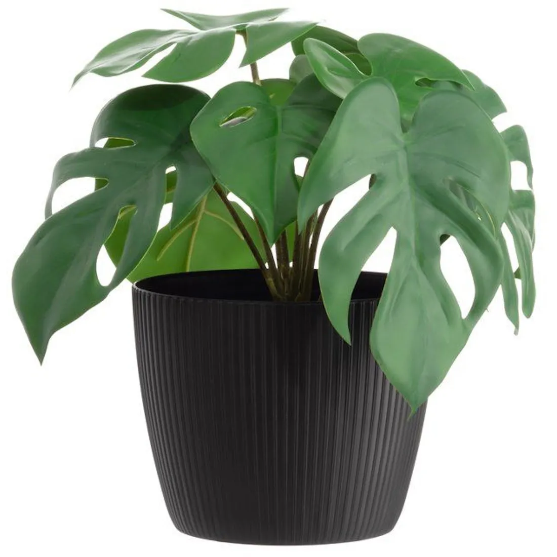 6410416443300_1 image