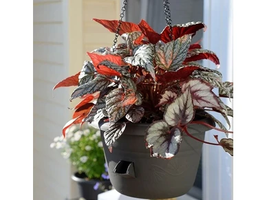 8590415518198 1 kuva