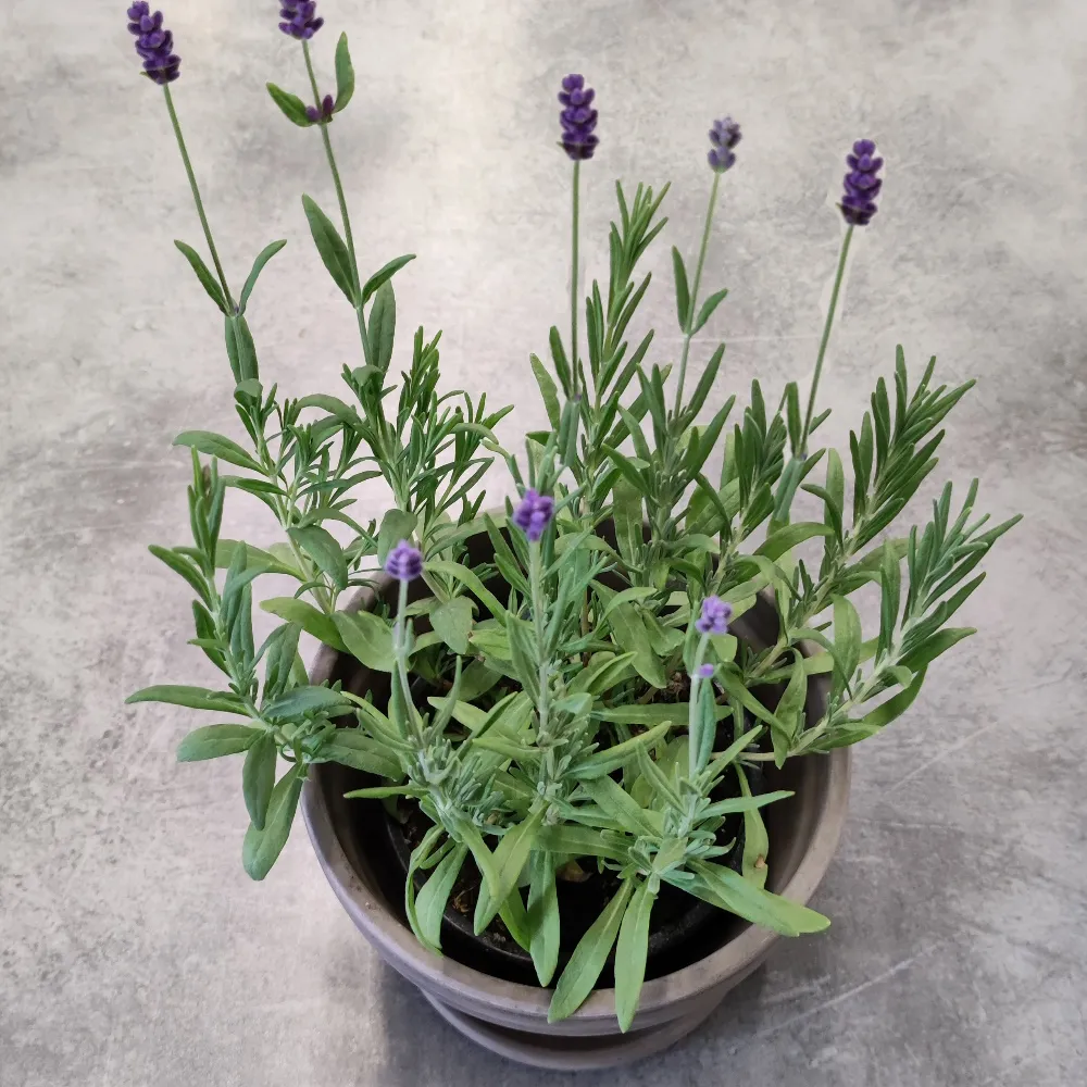 malax-lavendel-12cm kuva