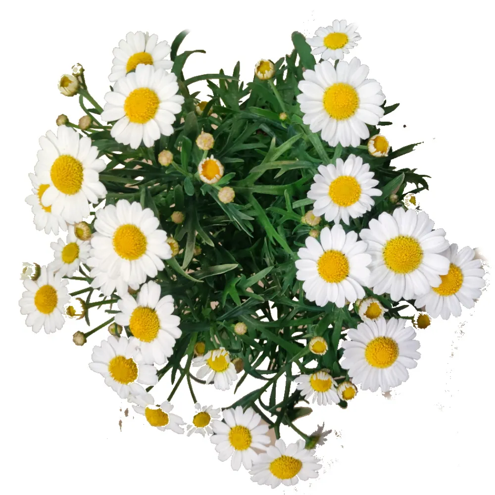 MARKETTA-MARGUERIT kuva