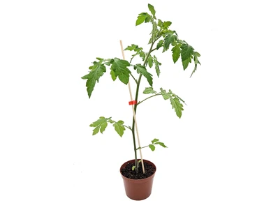 portom tomaattitaimi 12cm kuva