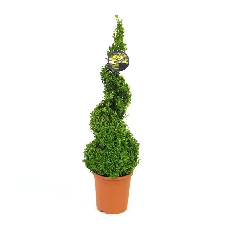 BUKSUS_SPIRALI_70CM kuva