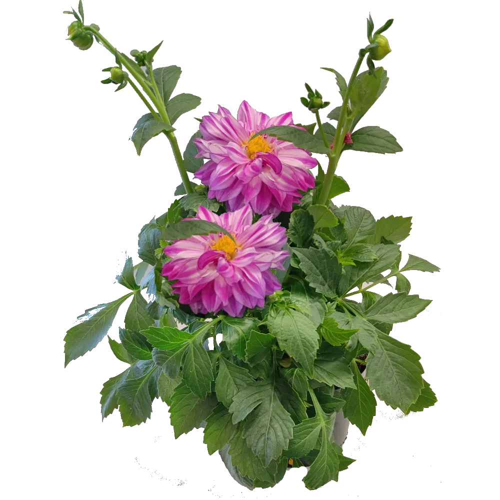 portom-dahlia-daalia kuva