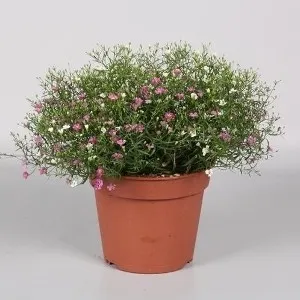 harso kuva