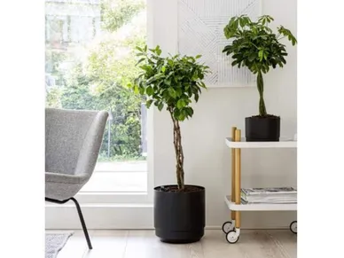 SÄILIÖRUUKKU-MUSTA-SISUTUS kuva