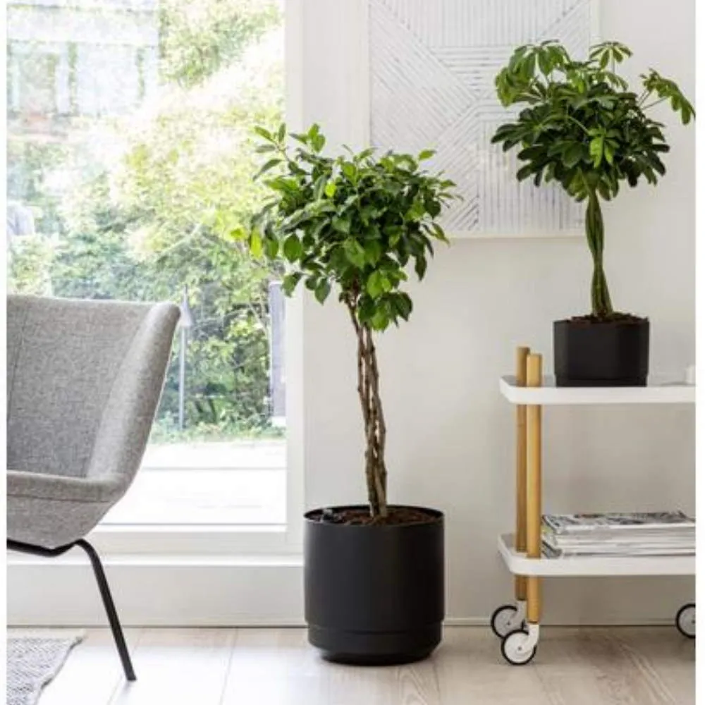 SÄILIÖRUUKKU-MUSTA-SISUTUS kuva