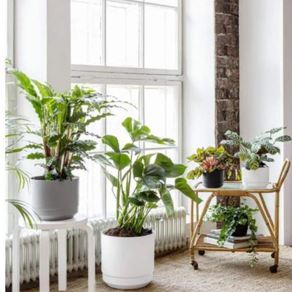 SÄILIÖRUUKKU-HARMAA-VALKOINEN-SISUTUS kuva