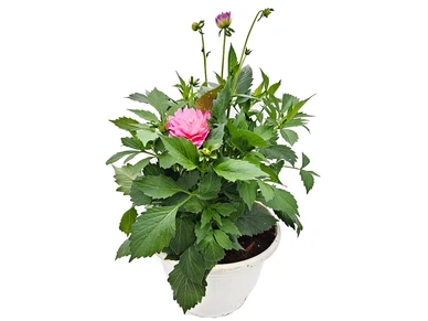 Portom Daalia Pari 30cm kuva