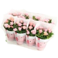 Ruukuruusu Rosa Amorosa Soft Pink 14cm